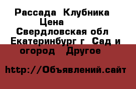 Рассада  Клубника › Цена ­ 100 - Свердловская обл., Екатеринбург г. Сад и огород » Другое   